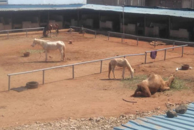 Togo : A Tingamé à Lomé, une écurie de chevaux et de dromadaires prive les voisins du droit de Respirer!