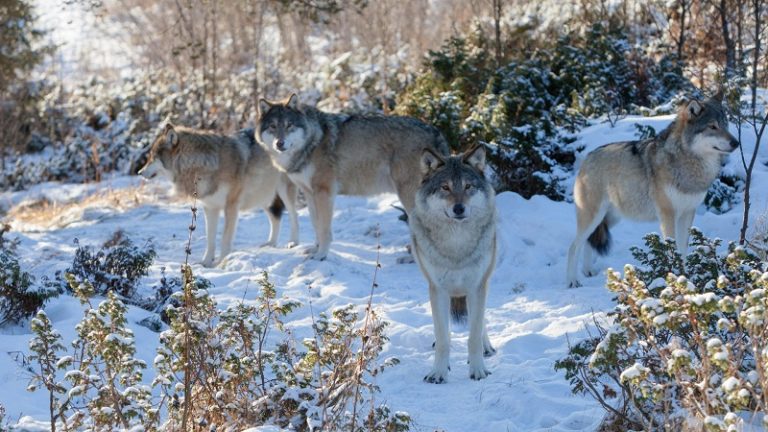 Russie : une meute de loups entame une ‘chasse à l’homme’