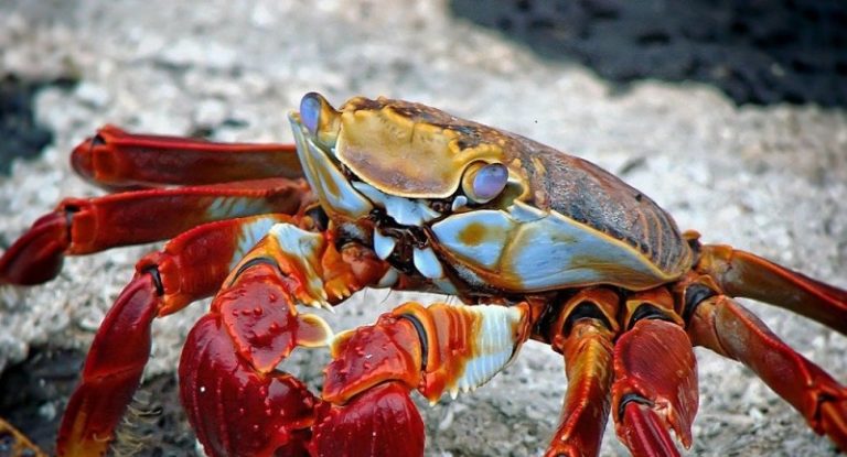 Un crabe vivant retrouvé dans l’oreille d’un homme de retour d’une journée à la plage