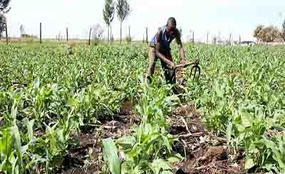 Agriculture: Faure Gnassingbé lance la révolution à Kara