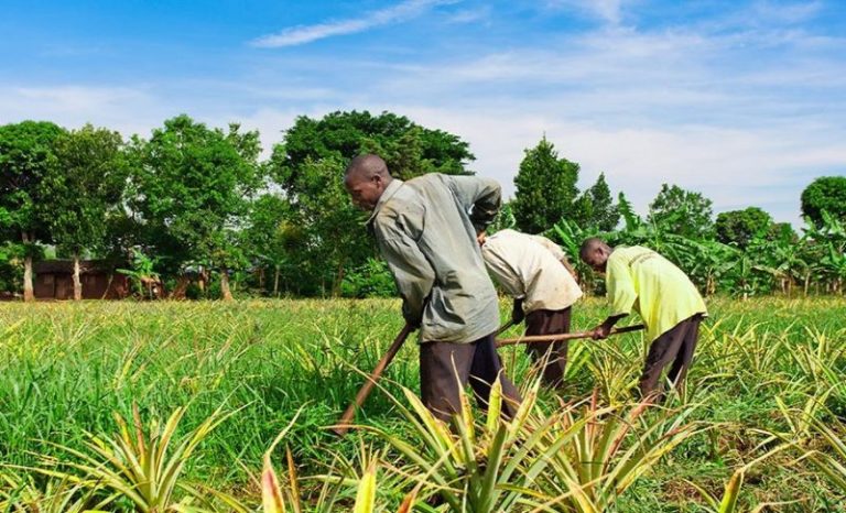 Togo / MIFA : des accords de financements pour booster le secteur agricole