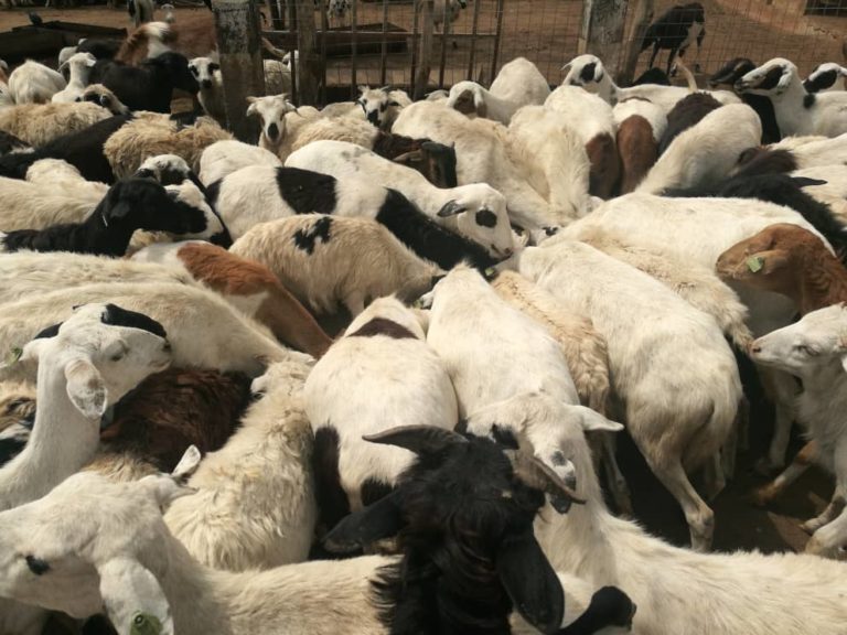 Togo : l’élevage commercial, un levier pour améliorer les revenus des éleveurs