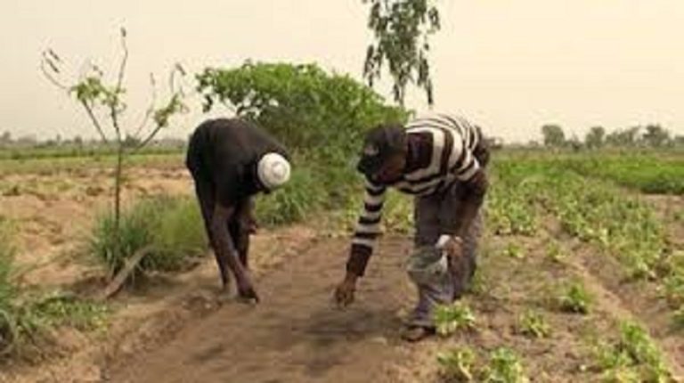 Togo : bonne nouvelle pour les acteurs de l’agriculture