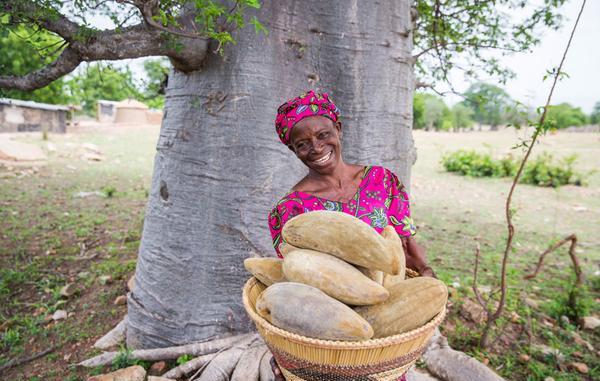 La pulpe de baobab pour lutter contre la malnutrition