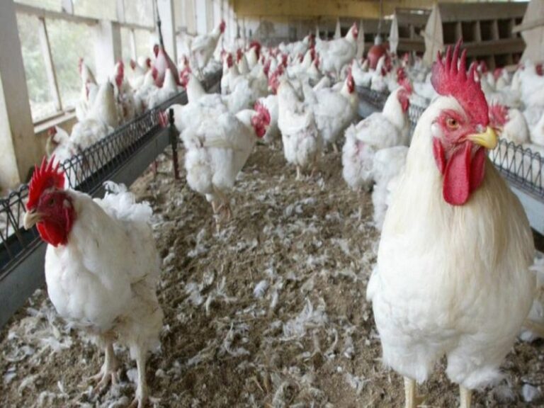 Togo:le gouvernement interdit l’importation de produits avicoles sans autorisation préalable.