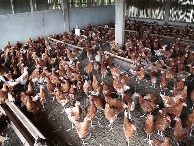 La filière avicole pourrait créer 150 000 emplois au Togo d’ici 2025.
