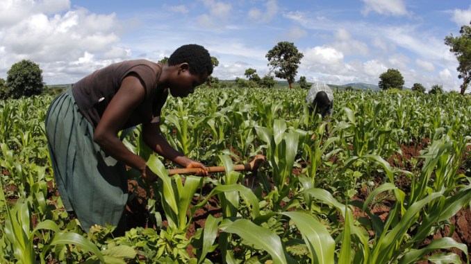 Togo: comprendre le crédit digital à taux zéro dédié aux agriculteurs