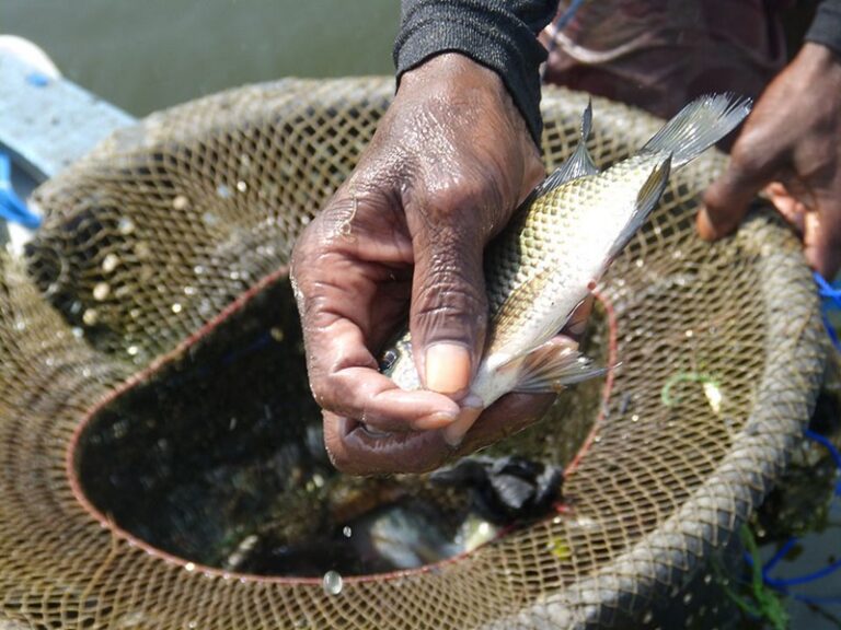 Togo: la pêche sur le lac Nangbeto interdite pour les trois prochains mois.
