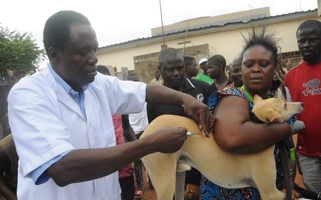Togo – Lutte contre la rage canine: le coût du vaccin antirabique fixé à 1500 FCFA