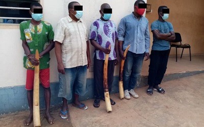 Togo – 5 trafiquants de défenses d’éléphants écroulés à la prison civile de Lomé