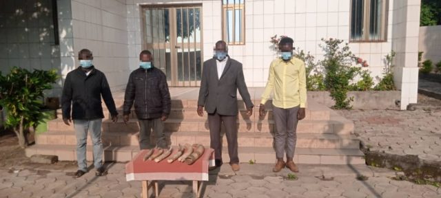 Crime faunique au Togo :des trafiquants d’ivoire sous verrous