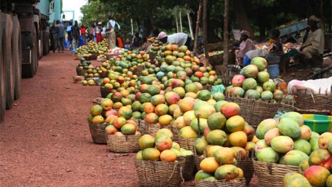 Agriculture: voici ce que es filières ananas et mangue génèrent au Togo