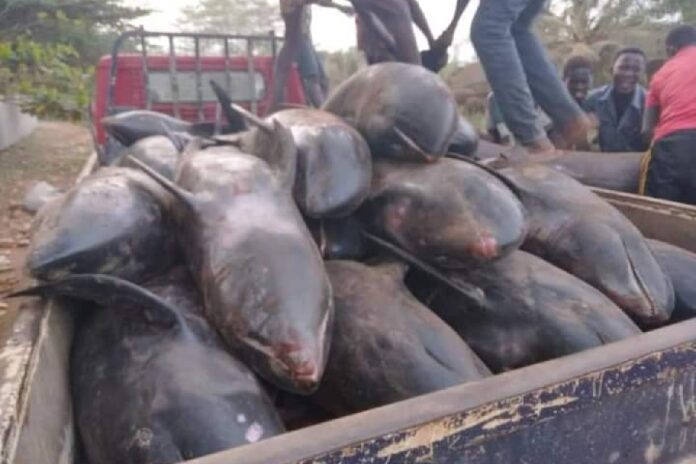 Togo- Dolphins washed up on Ghanaian beaches already for sale in Togo