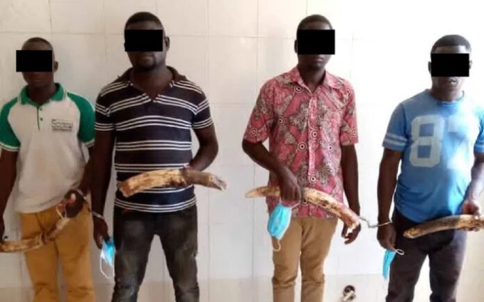 Togo-Trafic d’ivoire : 7 personnes arrêtées