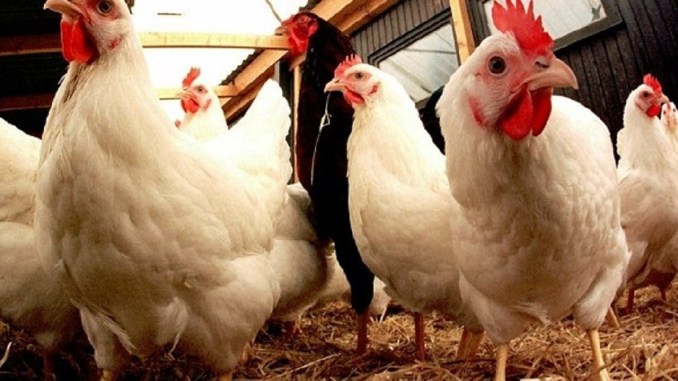 Alerte : ce qu’il faut savoir sur le cas de grippe aviaire à Djagblé