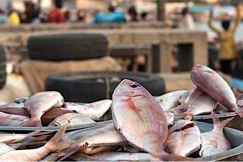 Les importateurs de produits halieutiques invités à régulariser leurs agréments sanitaires