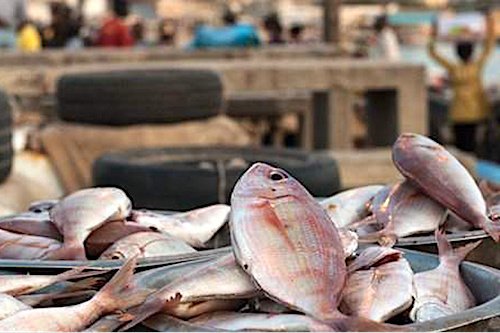 Togo : fin des importations illégales des produits halieutiques