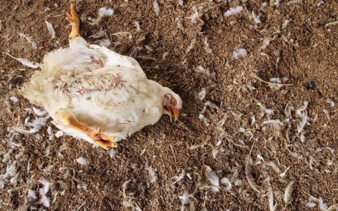 Togo-Un foyer de grippe aviaire découvert près de Lomé