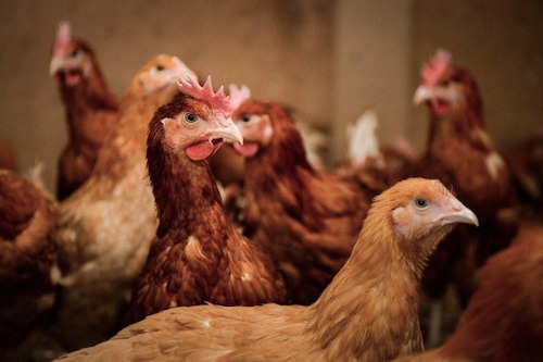 Cas positifs de grippe aviaire dans la banlieue de Dapaong