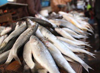 Hausse de la pêche artisanale au Port de Lomé en 2021