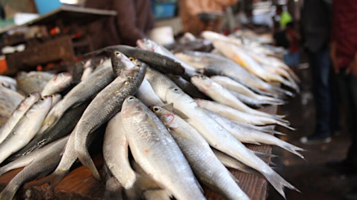 Hausse de la pêche artisanale au Port de Lomé en 2021