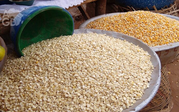 Togo : la météo annonce la rareté de la pluie pour la grande saison agricole. Y-aurait-il risque de famine ? Le bol de maïs à 1500 fcfa?