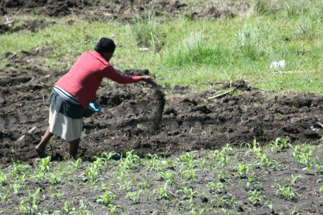 Agriculture / Engrais: Le chemin de croix des paysans togolais