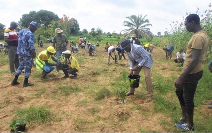 Togo-Les berges de la rivière de Kpadjenta reboisées pour lutter contre l’érosion