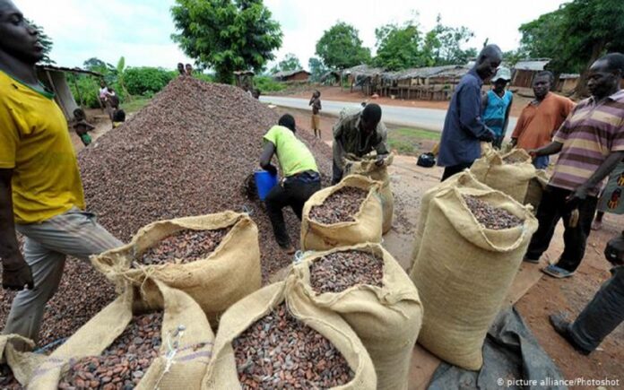 Togo-Café-cacao : la campagne de commercialisation 2022-2023 a débuté