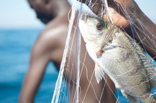 Pêche artisanale : 6,6 millions kg de poissons capturés en 2022, en hausse de 50%