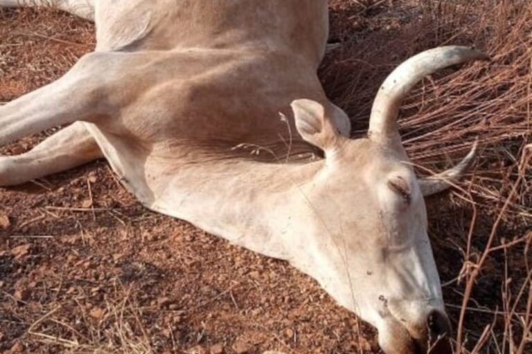 Togo : les bouviers sur le fil du rasoir dans le Nord