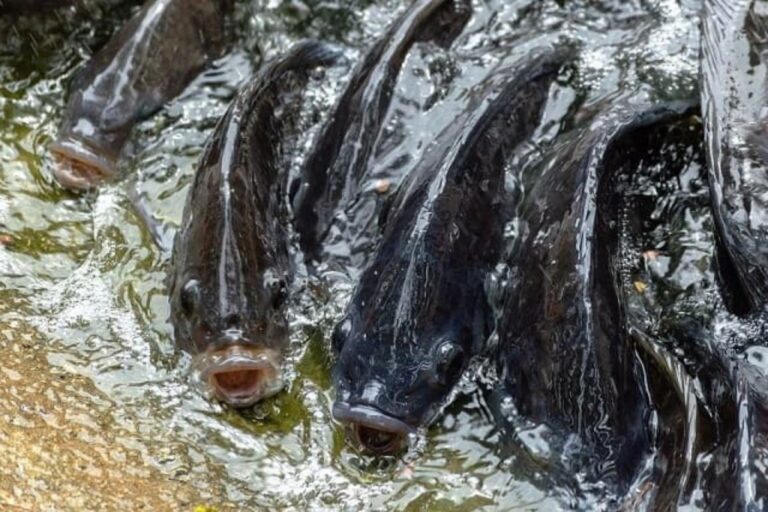 Tilapia « Made in Togo » : un casse-tête chinois pour les distributeurs de poissons