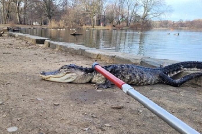 Faits divers – Un alligator errant dans un parc à Brooklyn