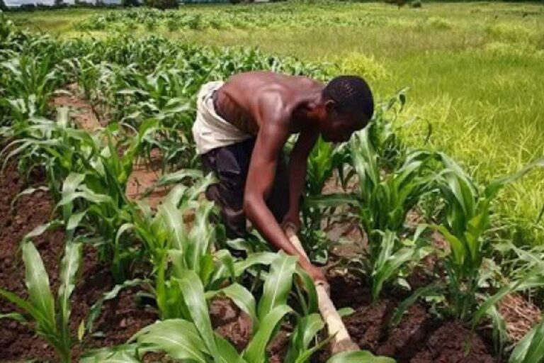 Togo : où sont passés les bras valides de l’agriculture ?