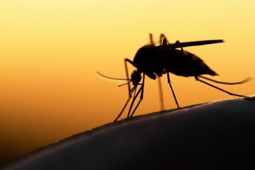 Paludisme saisonnier : début de la campagne de traitement préventif au nord