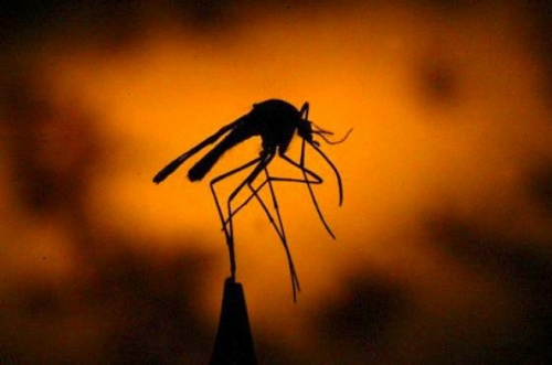 Paludisme : la campagne de traitement préventif aura lieu dans les Plateaux