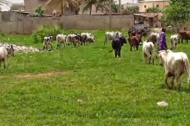Togo: Quand des troupeaux de bœufs font la loi au CEG Ahoussa Zongo